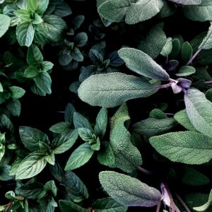 Premium Religious Oil - Sage