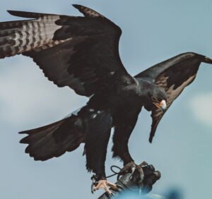 Premium Religious Oil - Blackhawk Musk