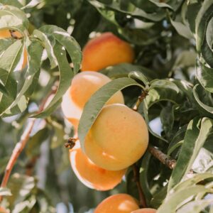 Premium Religious Oil - Namaa Musk