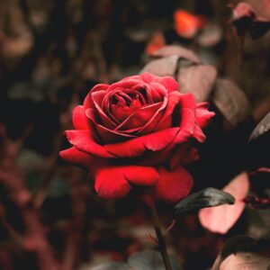 Premium Religious Oil - Rose