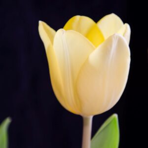 Premium Religious Oil - White Musk