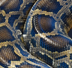 Premium Religious Oil - Anaconda Musk