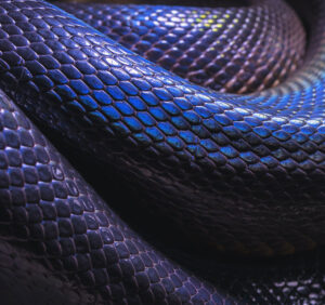 Premium Religious Oil - Black Mamba Musk