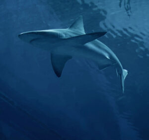 Premium Religious Oil - Blue Shark Musk