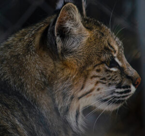 Premium Religious Oil - Bobcat Musk