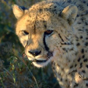 Premium Religious Oil - Cheetah Musk