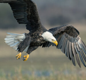 Premium Religious Oil - Eagle Musk