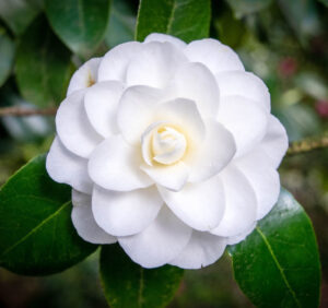 Premium Religious Oil - Gardenia Musk