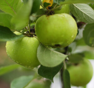 Premium Religious Oil - Green Apple Musk