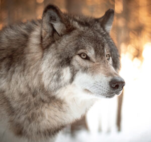 Premium Religious Oil - Grey Wolf Musk