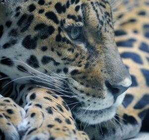 Premium Religious Oil - Jaguar Musk