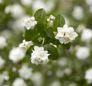 Premium Religious Oil - Jasmine Musk