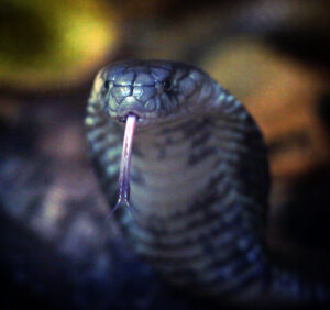 Premium Religious Oil - King Cobra Musk