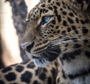 Premium Religious Oil - Leopard Musk