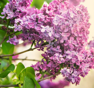 Premium Religious Oil - Lilac Musk