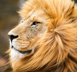 Premium Religious Oil - Mountain Lion Musk