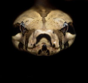 Premium Religious Oil - Python Musk