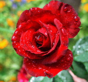 Premium Religious Oil - Rosa Europeana Musk