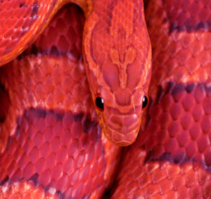 Premium Religious Oil - Viper Musk